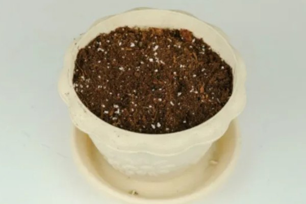 哪些花卉一年之中花期不断,四季海棠可常年开花