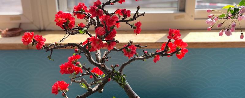 海棠树能扦插繁殖吗，不适合扦插繁殖