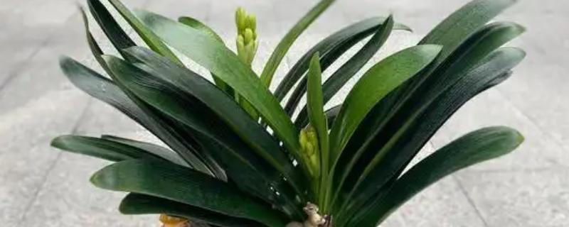 君子兰怎样才能开花,开花前需补充磷钾肥