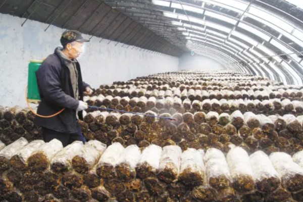 平菇出菇期间的管理方法，没有完全展开的时候要及时采收