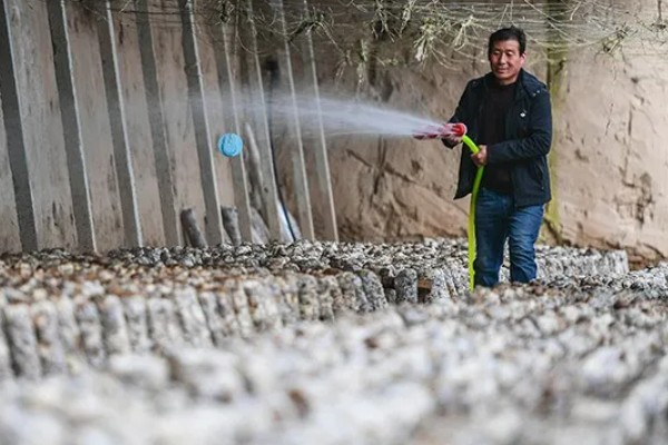 平菇出菇期间的管理方法，没有完全展开的时候要及时采收
