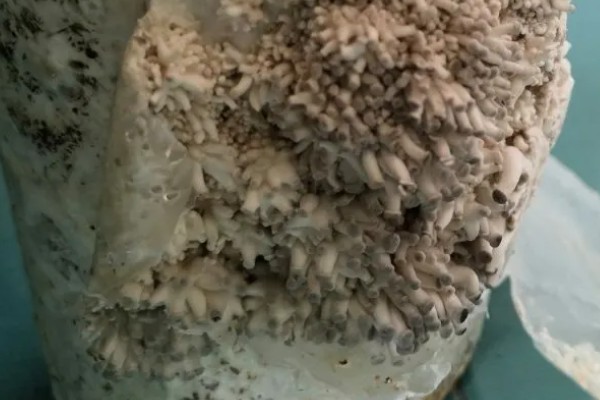 平菇出菇期间的管理方法，没有完全展开的时候要及时采收