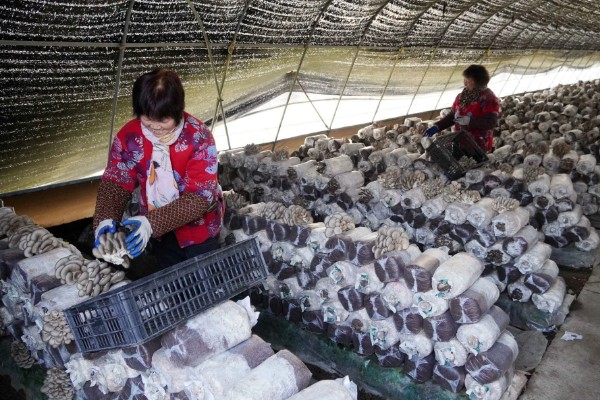 平菇出菇期间的管理方法，没有完全展开的时候要及时采收