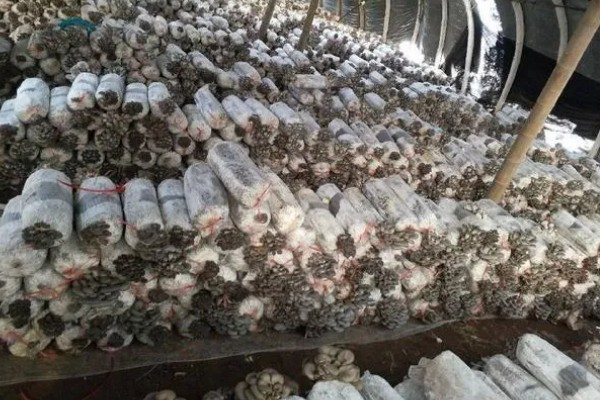 平菇出菇期间的管理方法，没有完全展开的时候要及时采收