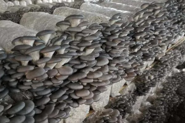 平菇出菇期间的管理方法，没有完全展开的时候要及时采收