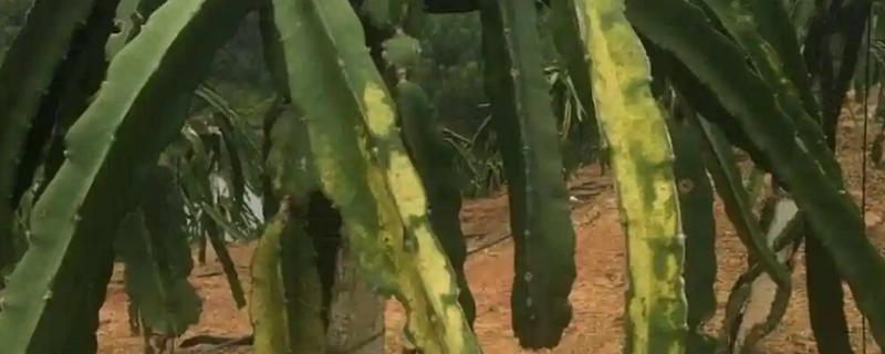 火龙果茎枯病的症状，病斑凹陷并逐渐干枯