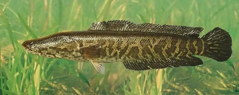 黑鱼的品种,常见的有乌鳢、斑鳢等