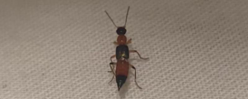 被隐翅虫咬后擦什么药,可以擦地奈德乳膏等