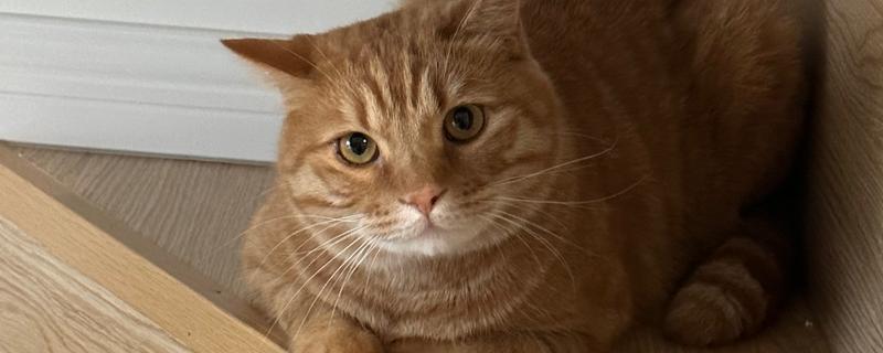 猫咪肥胖症的危害，易导致母猫难产