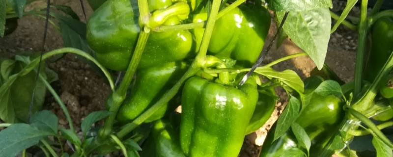 太空椒的育种方法，利用航空诱变育种途径培育而成