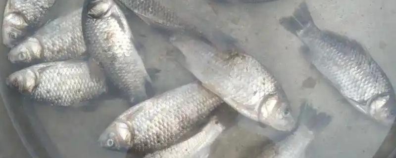 夏天水库钓鲫鱼用什么饵料，用谷物饵的效果好