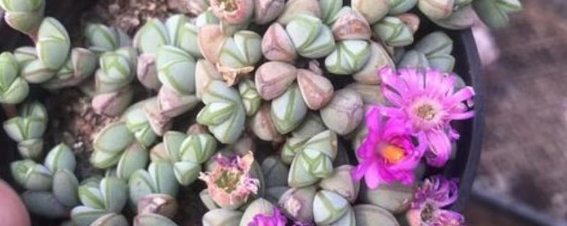 碧玉莲如何繁殖,可进行扦插繁殖