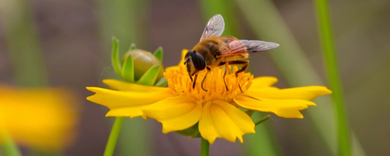 蜜蜂酿蜜的目的，是为了储备食物