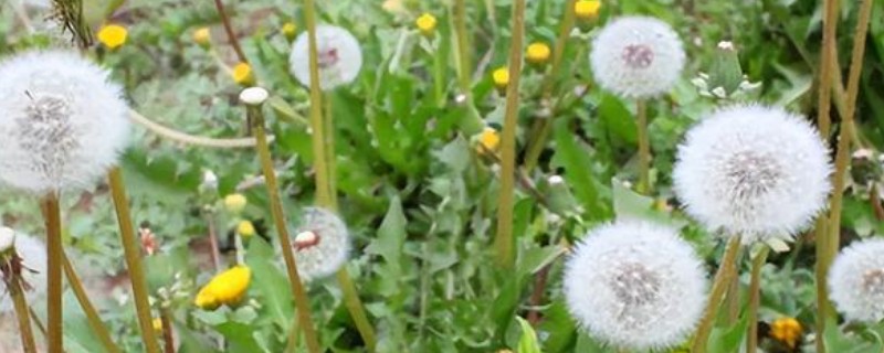 蒲公英的寓意，寓意无法停留的爱、诱惑等