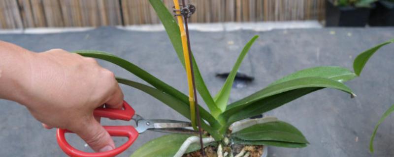 蝴蝶兰花谢了从哪里剪，要从花茎剪