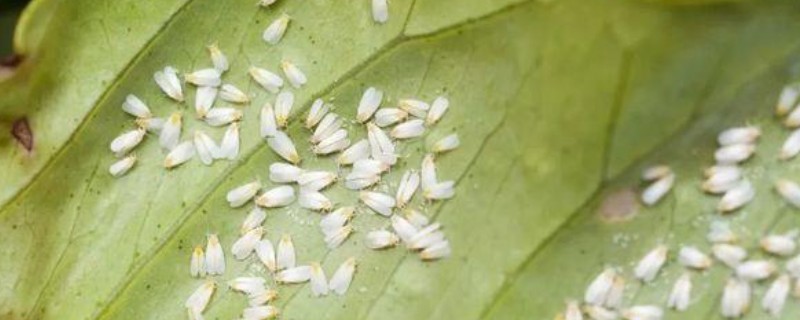入秋怎么防治蔬菜白粉虱，设置防虫网可避免白粉虱进入棚内