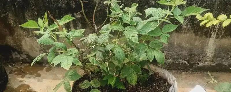 树莓的浇水方法，根据季节的变化选择浇水次数