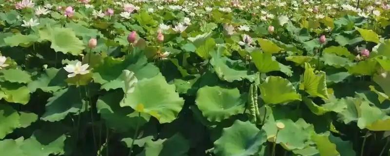 如何种植莲子，浸泡催芽后再播入淤泥中