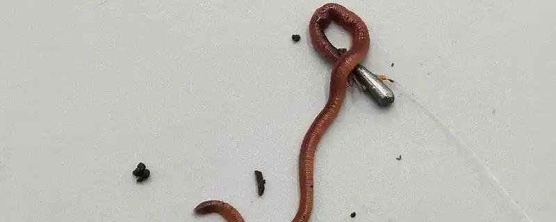 蚯蚓钓鱼是活还是死的好，活的比死的好