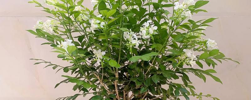 九里香花可以驱蚊吗，九里香花可以驱蚊