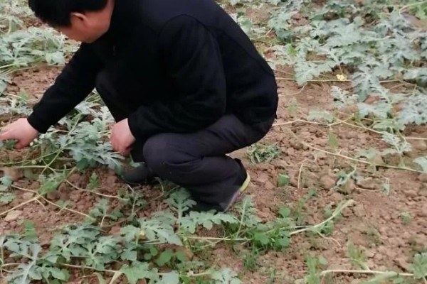西瓜怎样种植，播种前需要浸种