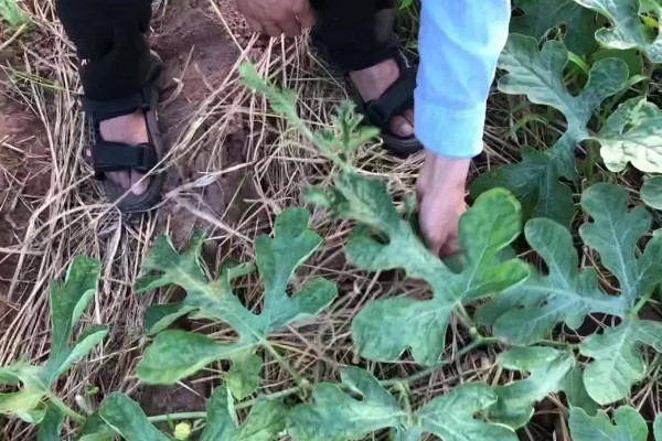 西瓜怎样种植，播种前需要浸种