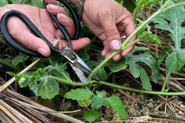 西瓜怎样种植，播种前需要浸种