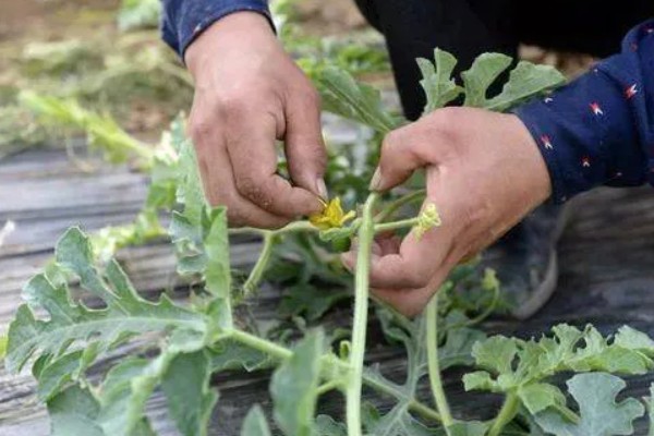 西瓜怎样种植，播种前需要浸种