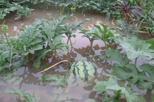 西瓜怎样种植，播种前需要浸种