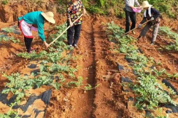 西瓜怎样种植，播种前需要浸种