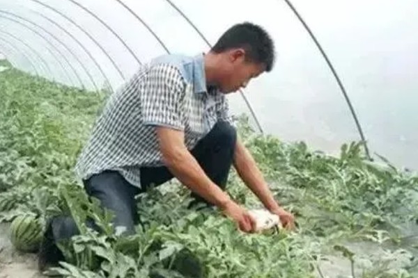 西瓜怎样种植，播种前需要浸种