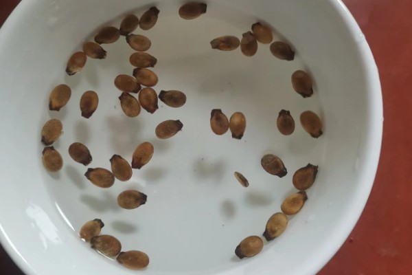 西瓜怎样种植，播种前需要浸种