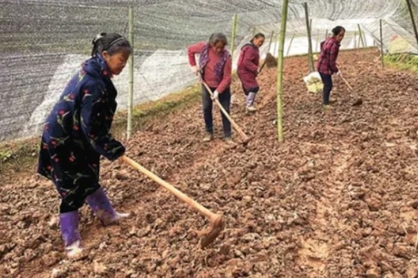 西瓜怎样种植，播种前需要浸种