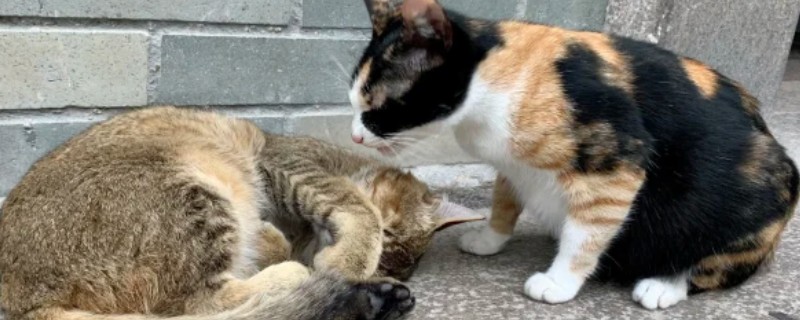 猫咪的炎症下降缓慢的原因，是因为机体对炎症的吸收需要时间