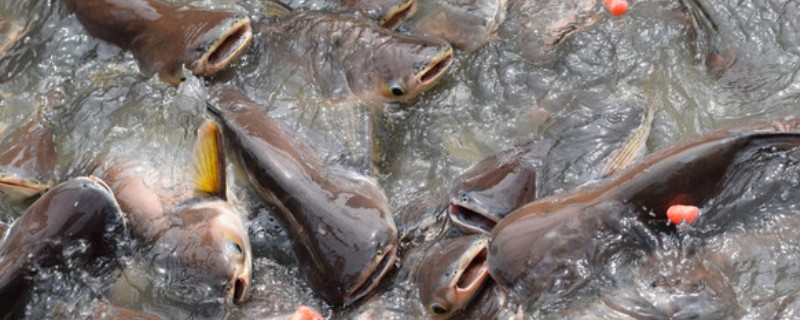 养殖鲶鱼的方法,每亩池塘放苗6000-10000条