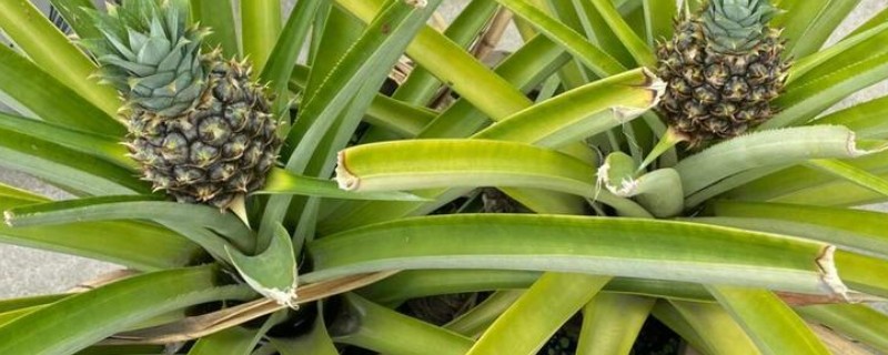 菠萝的盆栽种植方法，栽种前需要翻新土壤