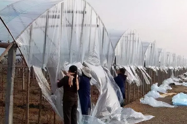 1-3月份怎么管理大棚葡萄，白天和晚上都要保持适宜的温度