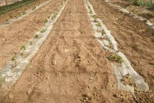 1-3月份怎么管理大棚葡萄，白天和晚上都要保持适宜的温度