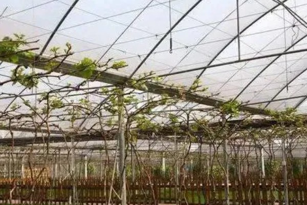 1-3月份怎么管理大棚葡萄，白天和晚上都要保持适宜的温度