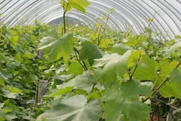 1-3月份怎么管理大棚葡萄，白天和晚上都要保持适宜的温度
