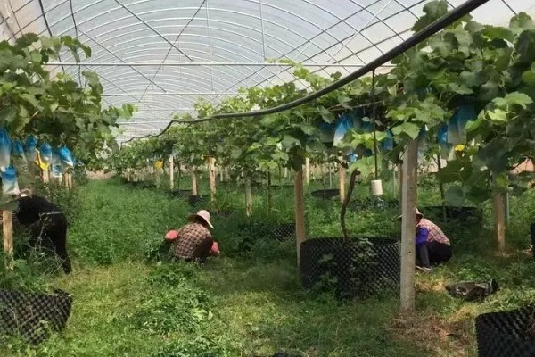 1-3月份怎么管理大棚葡萄，白天和晚上都要保持适宜的温度