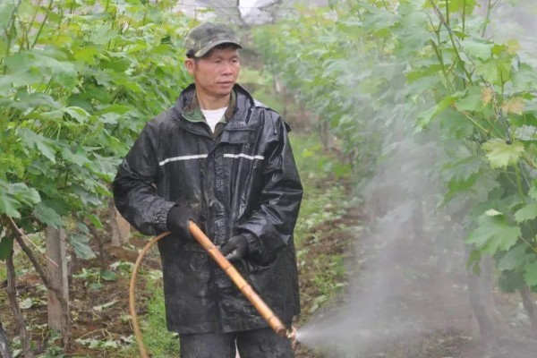 1-3月份怎么管理大棚葡萄，白天和晚上都要保持适宜的温度