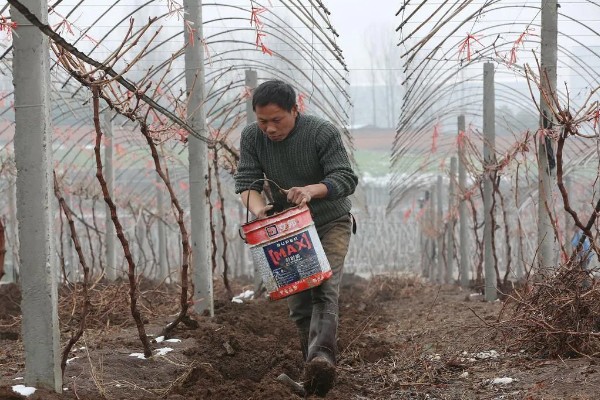 1-3月份怎么管理大棚葡萄，白天和晚上都要保持适宜的温度