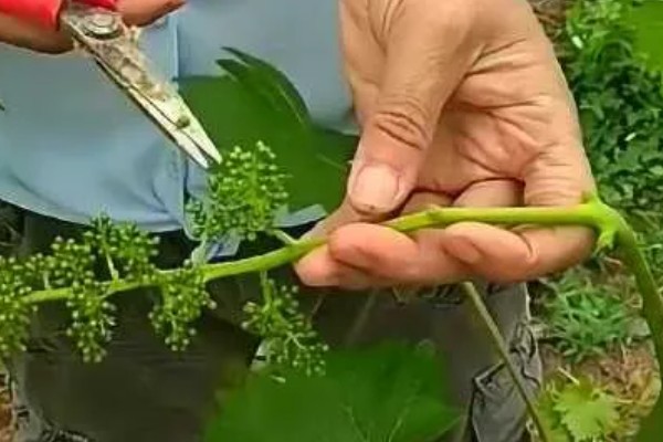 1-3月份怎么管理大棚葡萄，白天和晚上都要保持适宜的温度