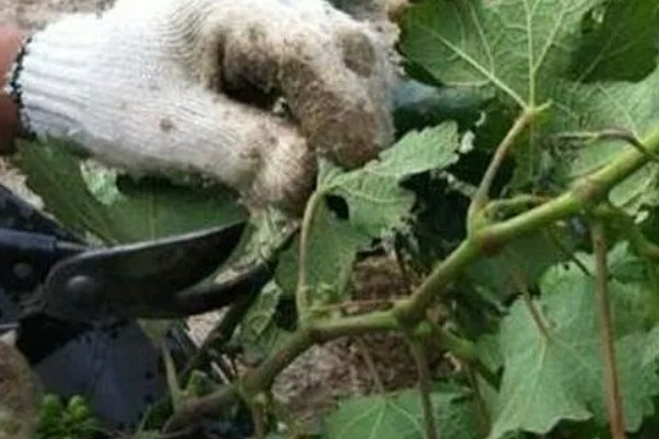 1-3月份怎么管理大棚葡萄，白天和晚上都要保持适宜的温度