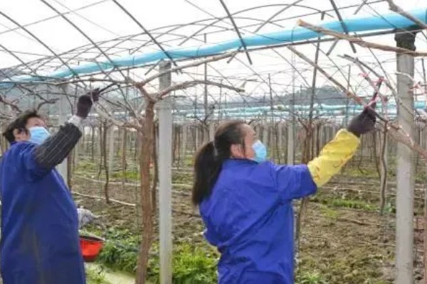 1-3月份怎么管理大棚葡萄，白天和晚上都要保持适宜的温度