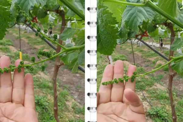 1-3月份怎么管理大棚葡萄，白天和晚上都要保持适宜的温度