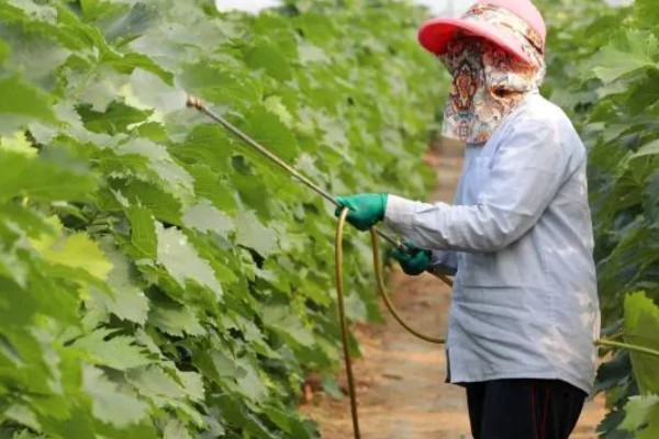 1-3月份怎么管理大棚葡萄，白天和晚上都要保持适宜的温度