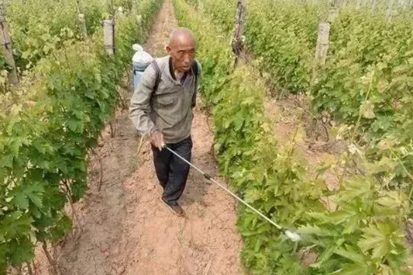 1-3月份怎么管理大棚葡萄，白天和晚上都要保持适宜的温度