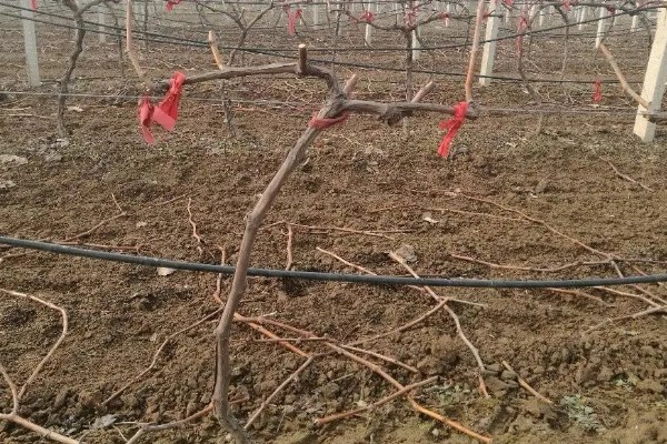 1-3月份怎么管理大棚葡萄，白天和晚上都要保持适宜的温度